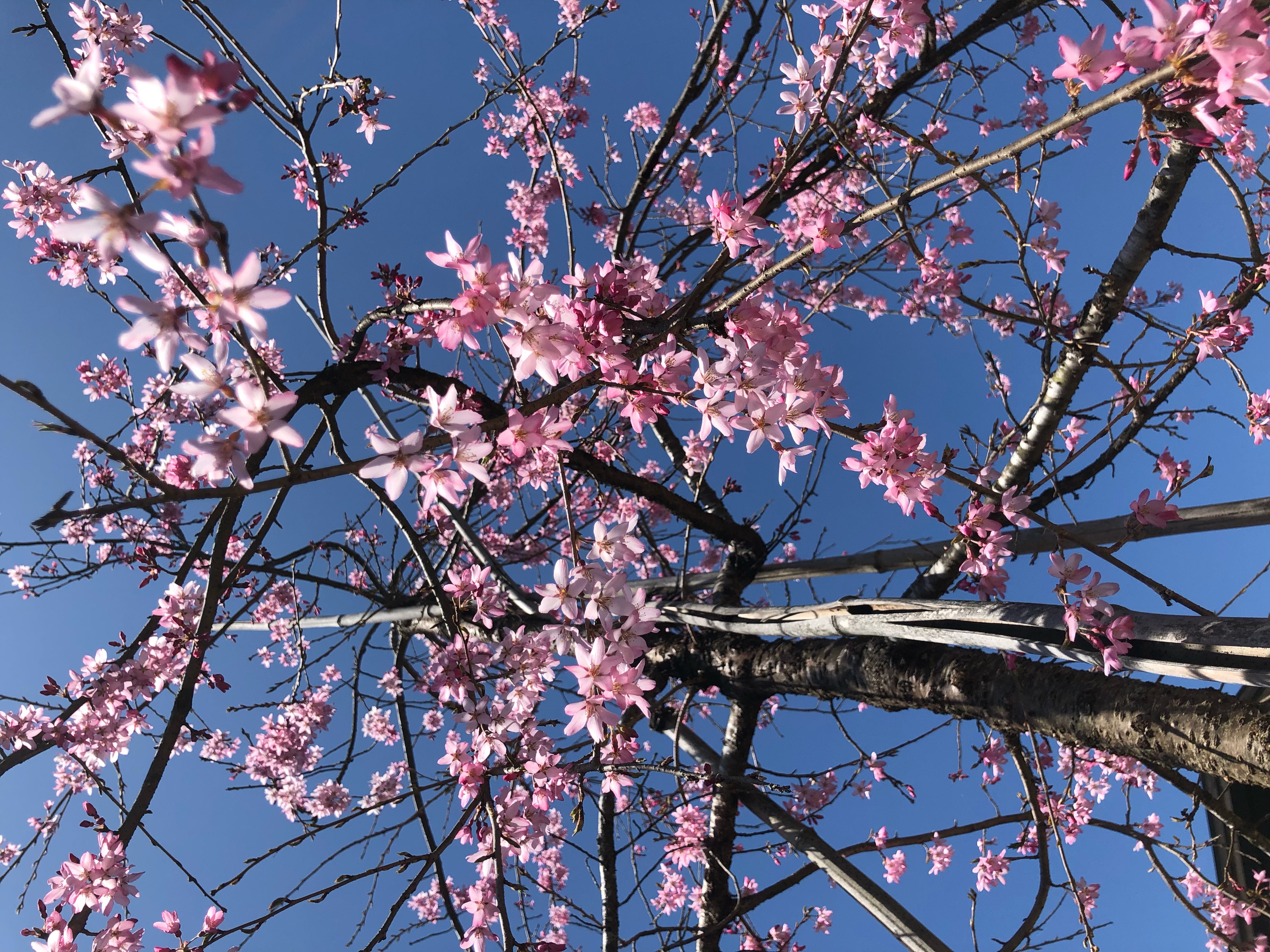 アクーユの桜